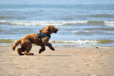 Dog on beach