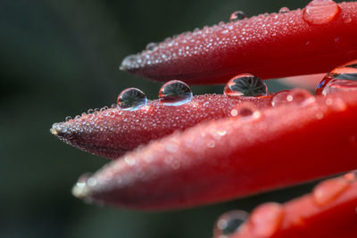 Close-up of wet red flower