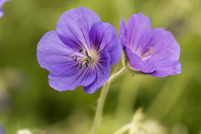 Close-up of purple flowers blooming outdoors