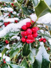 Close-up of red berries on tree