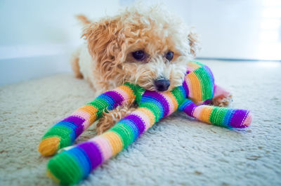 Close-up of a dog