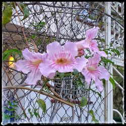 Close-up of pink flowers