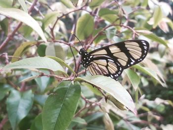 Close-up of butterfly perching on plant