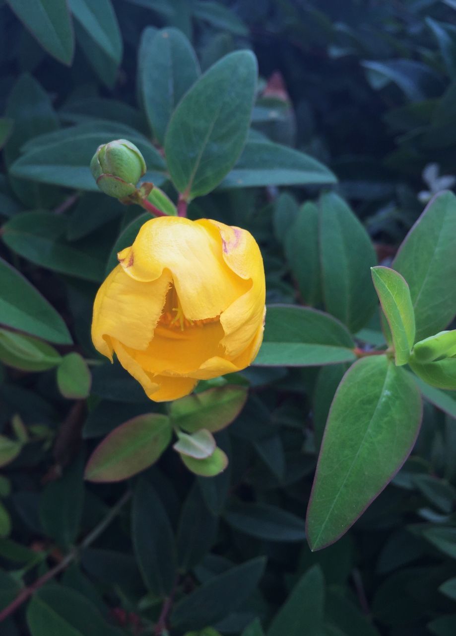 CLOSE-UP OF YELLOW FLOWER