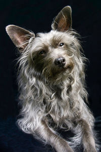 Close-up portrait of dog