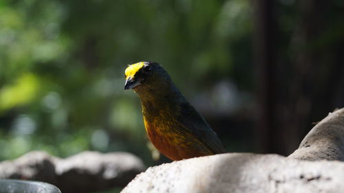 Close-up of bird perching outdoors