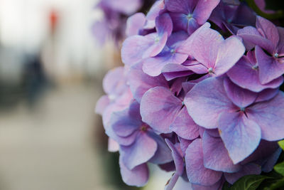 Close-up of pink hydrangea flowers