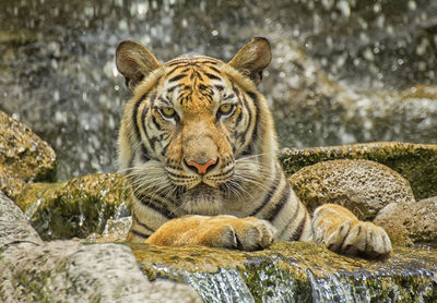 Portrait of tiger on rock at zoo