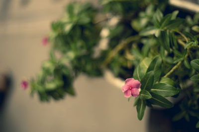 Close-up of pink flowering plant