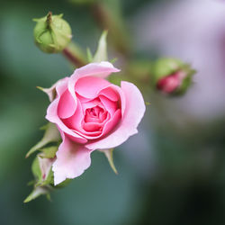 Close-up of rose blooming outdoors