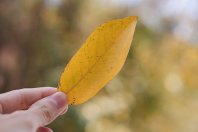 Close-up of hand holding maple leaf