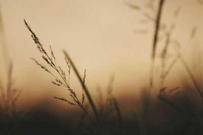 Close-up of plants against sunset