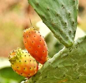 Close-up of strawberries