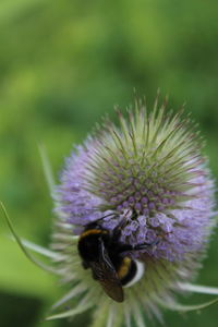 Close-up of honey bee on thistle