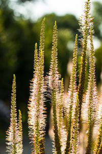 Close-up of fern