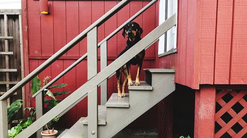 Dog on brick wall