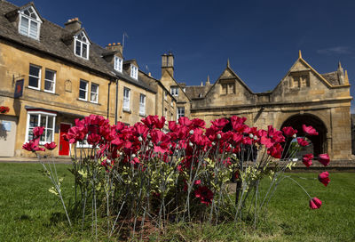 Pink flowering plants by building against sky