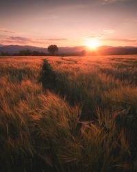 Scenic view of field against sky during sunset