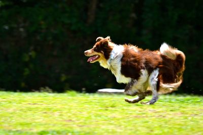 Australian shepherd running on field at park