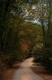 Road amidst trees in forest