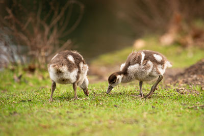 Egyptian goose chick, alopochen aegyptiaca in the spring, animal and water bird

