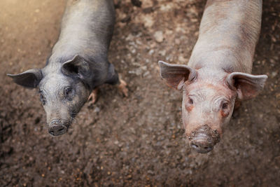 Close-up of pig