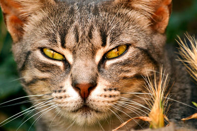 Close-up portrait of a toyger cat