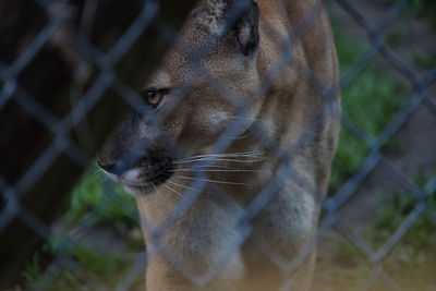 Close-up of cat looking away