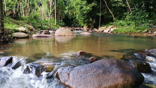 Scenic view of lake in forest