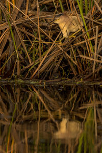 High angle view of dry grass on field