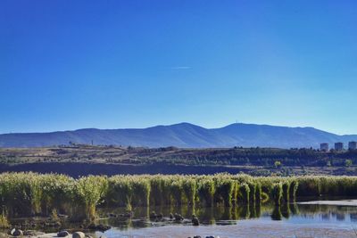 View of calm lake in front of mountains against clear blue sky