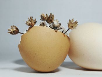 Close-up of bread against white background