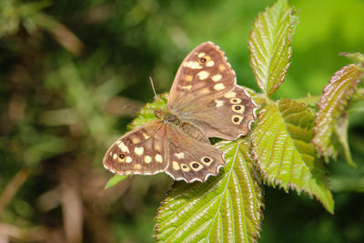 Close-up of butterfly on leaves