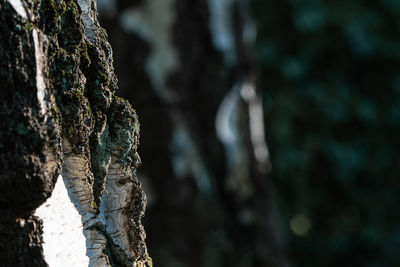 Close-up of lichen on tree trunk