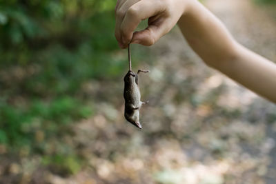 Cropped hand of boy holding dead mouse