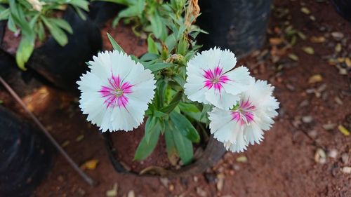 Close-up of flowers blooming outdoors