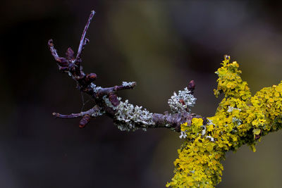 Close-up of flower tree