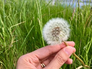 Close-up of hand holding dandelion