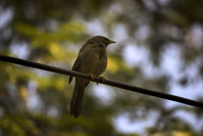 Close-up of bird perching on twig