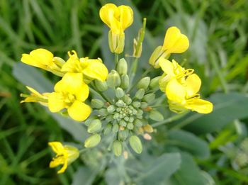 Close-up of yellow flowers