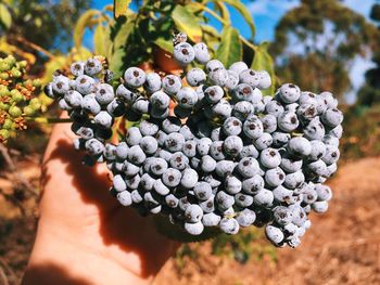 Close-up of blueberries