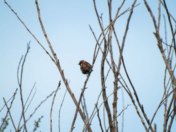 Low angle view of bird perching on tree against sky