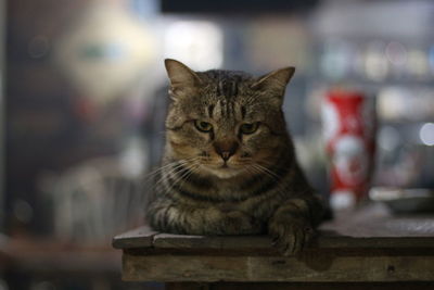 Close-up portrait of tabby cat