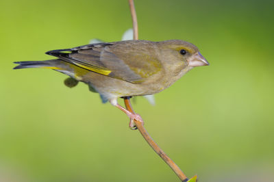 Close-up of bird perching on twig