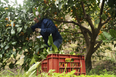 Red crate full of oranges with farmer working in background
