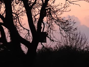 Low angle view of silhouette bare tree against sky