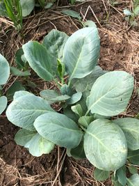 High angle view of plant growing on field