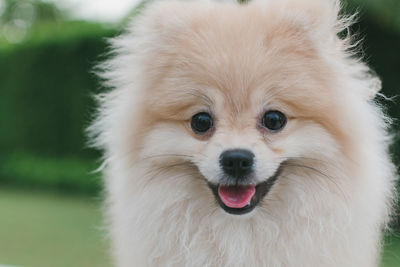 Close-up portrait of a dog