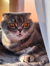 Close-up portrait of a cat