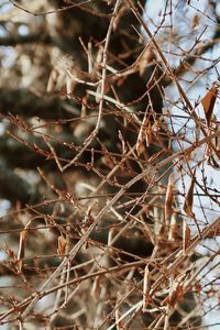 Full frame shot of dry plants